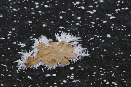 Oak leaf covered with ice crystals on frozen water surface, Hesse, Germany