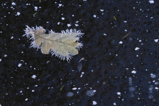 Oak leaf covered with ice crystals on frozen water surface, Hesse, Germany