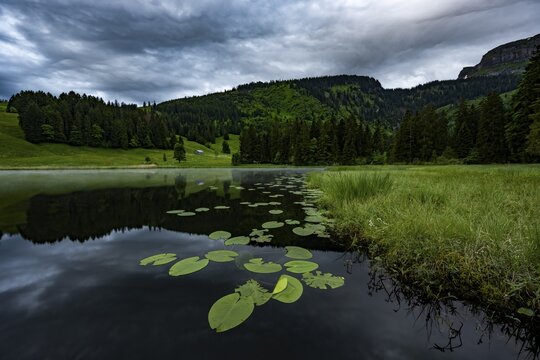 Schwendisee with water lilies (Nymphaea), Wildhaus, Appenzell, Switzerland