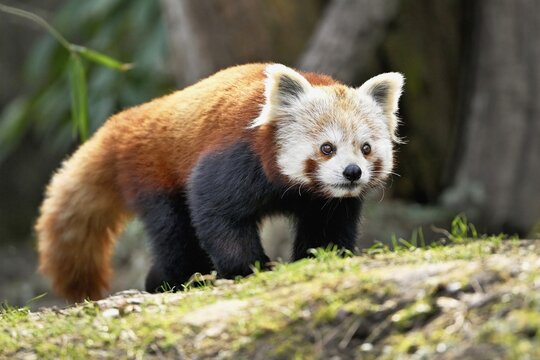 Red panda (Ailurus fulgens), captive, Switzerland