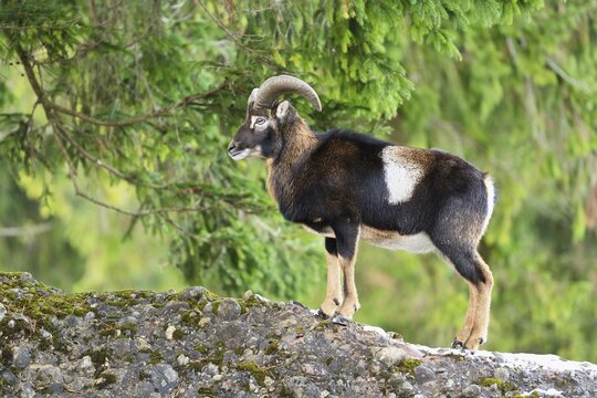 European mouflon (Ovis aries musimon), male, captive, Switzerland