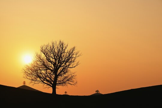 Silhouettes of an oak tree (Quercus), and lime trees (Tilia), in drumlin landscape in the light of the setting sun, Hirzel, Canton Zurich, Switzerland