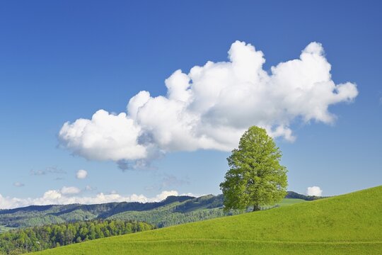 Solitary tree, lime tree (Tilia), leaf budding on green meadow, sky with cumulus cloud (Cumulus), Canton Zug, Switzerland