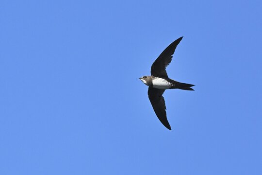 Alpine swift (Apus melba), adult, in flight, Switzerland