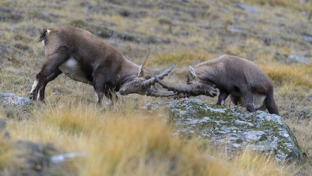 Alpine ibex (Capra ibex), two younger animals in a playful fight, Gran Paradiso National Park, Aosta, Italy