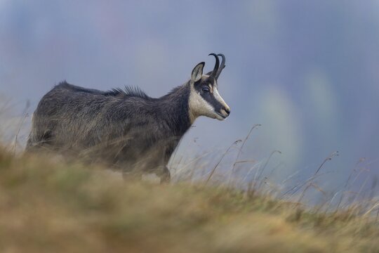 Chamois (Rupicapra rupicapra), chamois goat standing in a meadow, Vosges, France