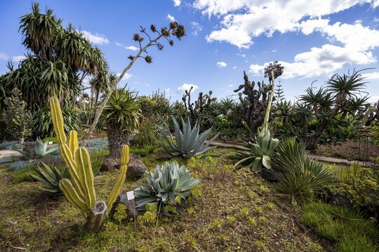 Cacti, Agaves and Succulents in the Botanical Garden, Jardim Botanico, Funchal, Madeira, Portugal