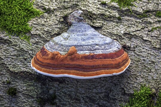 Fungus, true tinder fungus (Fomes fomentarius), growing on dead tree trunk, primeval forest Sababurg, Reinhardswald nature park Park, Hesse, Germany