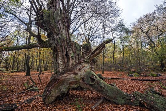 Dead English oak (Quercus robur), fire stump, primeval forest Sababurg, Reinhardswald nature park Park, Hesse, Germany