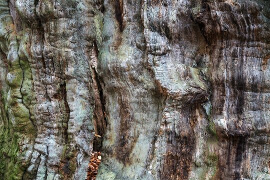 Structures in the weathered wood on a dead tree trunk, Sababurg primeval forest, Reinhardswald nature park Park, Hesse, Germany