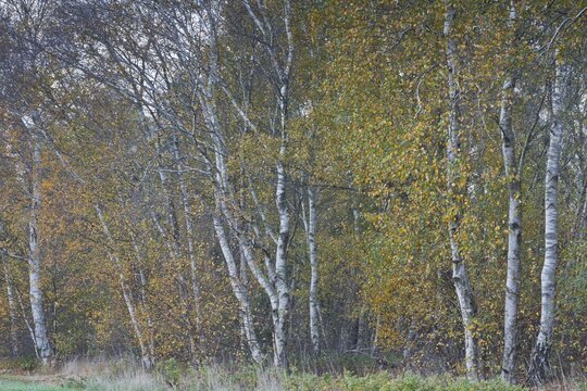Warty birch (Betula pendula) in autumn foliage, Emsland, Lower Saxony, Germany