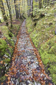 Celtic road, Roman road, Rottweg, historic track road near Klais, Werdenfelser Land, Upper Bavaria, Bavaria, Germany