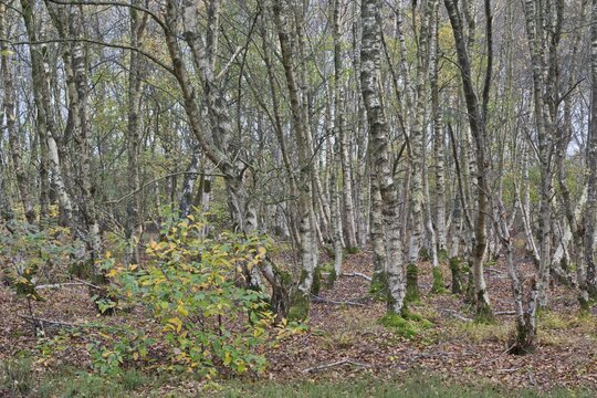 Warty birch (Betula pendula), Emsland, Lower Saxony, Germany