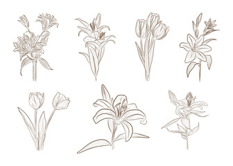 Detailed Botanical Line Art Collection Featuring Seven Distinct Flower Illustrations Including Lilies, Tulips, and Other Elegant Floral Varieties in Classic Monochrome Brown Tone