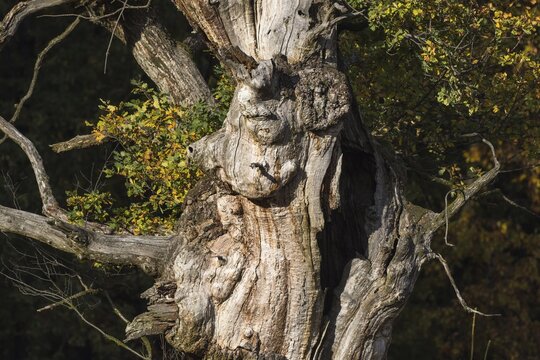 Face-like growth on an old english oak (Quercus robur) trunk, Hesse, Germany