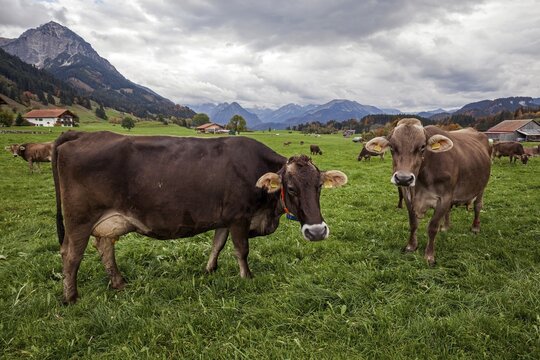 Dairy cows on pasture, Sch&ouml;llang, near Oberstdorf, Rubikopf in the back left, Allg&auml;u Alps, Upper Allg&auml;u, Allg&auml;u, Bavaria, Germany