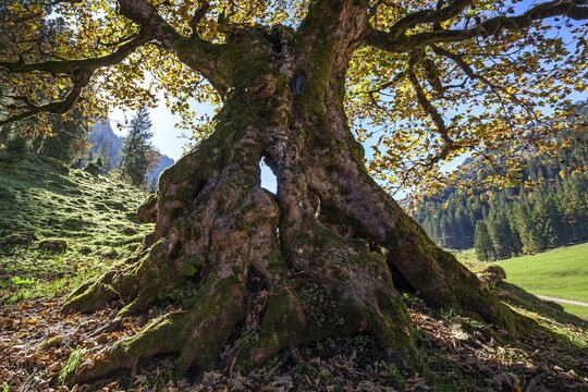 Sycamore maple (Acer pseudoplatanus) in autumn foliage, near Breitengehren-Alpe, Rappenalptal, autumn atmosphere, near Oberstdorf, Oberallg&auml;u, Allg&auml;u, Bavaria, Germany