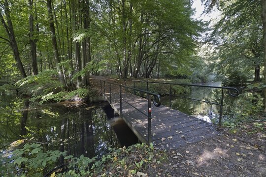 Stream in common beech (Fagus sylvatica), Zeeland Province, Netherlands