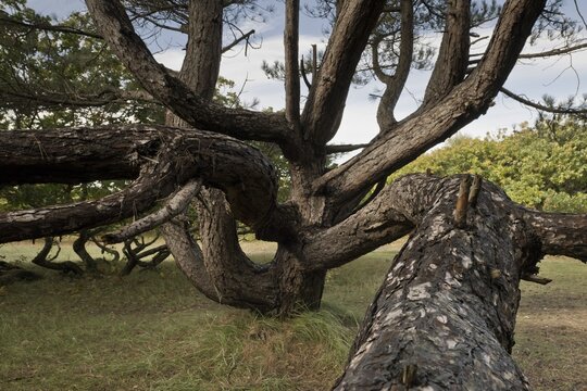 Old scots pine (Pinus sylvestris) in the dunes, Zeeland province, Netherlands