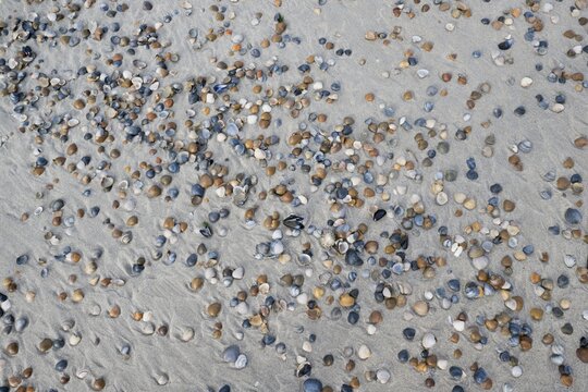 Mussels on the beach, Zeeland Province, Netherlands