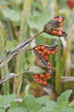 Stinking iris (Iris foetidissima), Province of Zeeland, The Netherlands