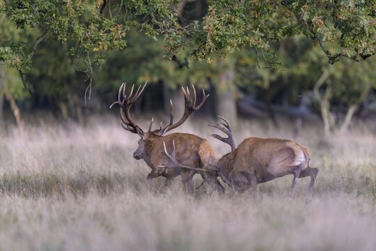 Red deer (Cervus elaphus), top deer drives out defeated rival from meadow after rutting fight, Zealand, Denmark