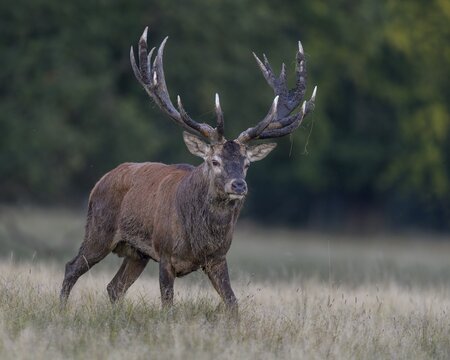Red deer (Cervus elaphus), with mud in antlers after wallowing running in a meadow, rutting, Zealand, Denmark
