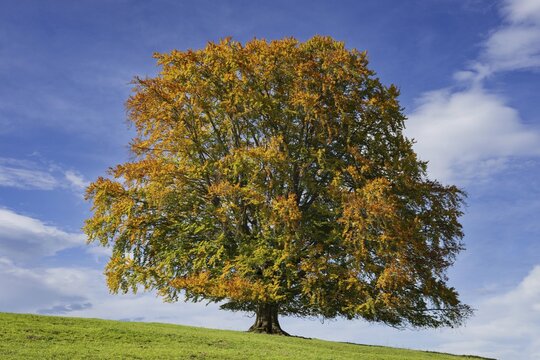 Common beech (Fagus sylvatica), in autumn, solitary tree near Rieden am Forggensee, Ostallg&auml;u, Allg&auml;u, Bavaria, Germany