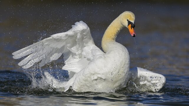 Mute swan (Cygnus olor), bathing, Isar, Munich, Bavaria, Germany