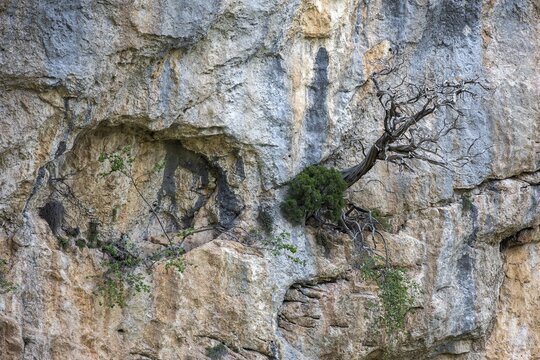 Mountain pine (Pinus mugo) growing in rock face, Trevans gorge, Gorges de Tr&eacute;vans, near Estoublon, Alpes-de-Haute-Provence, Provence, France