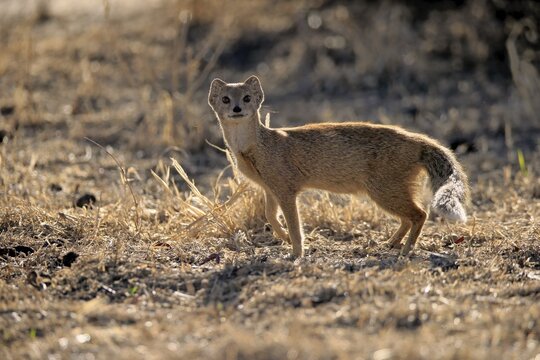 Yellow mongoose (Cynictis penicillata), adult, alert, Mountain Zebra National Park, Eastern Cape, South Africa