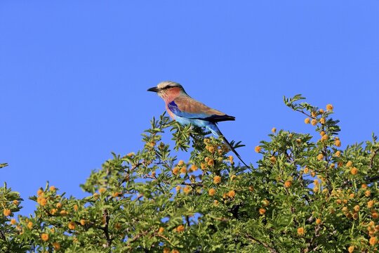 Lilac-breasted roller (Coracias caudata), adult, up tree, alert, Tswalu Game Reserve, Kalahari, Northern Cape, South Africa