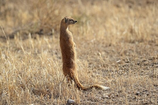 Yellow mongoose (Cynictis penicillata), adult standing upright, alert, Mountain Zebra National Park, Eastern Cape, South Africa
