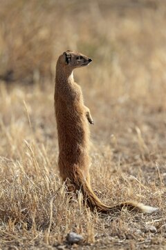 Yellow mongoose (Cynictis penicillata), adult standing upright, alert, Mountain Zebra National Park, Eastern Cape, South Africa