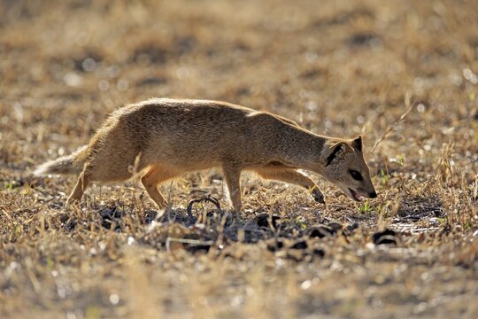 Yellow mongoose (Cynictis penicillata), adult, foraging, Mountain Zebra National Park, Eastern Cape, South Africa