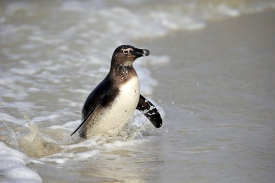 African penguin (Spheniscus demersus), adult, undeveloped, on the beach, coming out of the water, Boulders Beach, Simonstown, Western Cape, South Africa