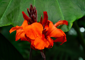 Blooming red canna flowers, tropical garden