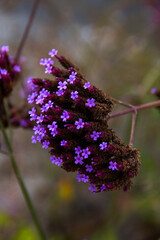 fleur et plan eau © philippe