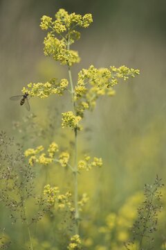 Common bedstraw (Galium verum) with striped hoverfly (Dasysyrphus albostriatus), Emsland, Lower Saxony, Germany