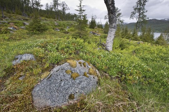 Swedish dogwood (Cornus suecica), Kvaloya, Norway