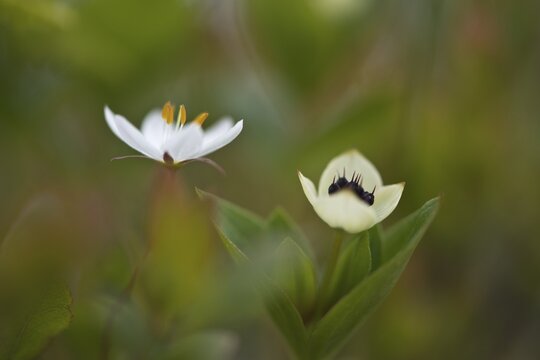 Swedish dogwood (Cornus suecica) and chickweed wintergreen (Trientalis europaea), Kvaloya, Norway