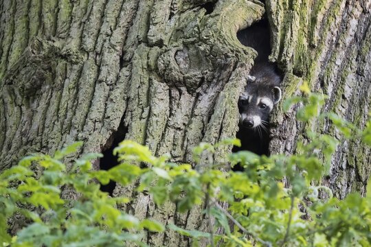 Raccoon (Procyon lotor), young animal, looking out of its tree hollow, Hesse, Germany