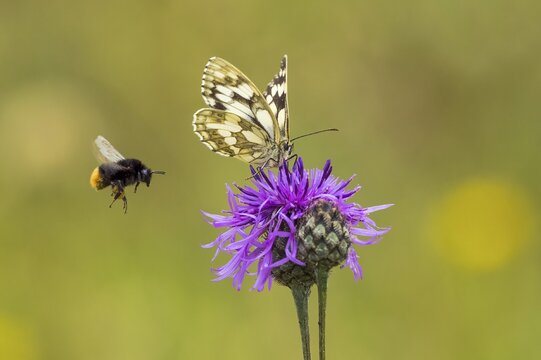 Checkered butterfly (Melanargia galathea) on brown knapweed (Centaurea jacea), red-tailed bumblebee (Bombus lapidarius) approaching, Hesse, Germany