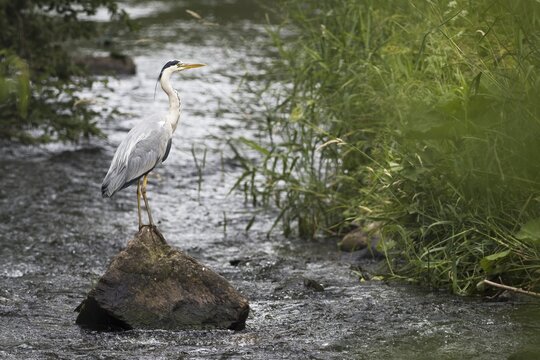 Grey heron (Ardea cinerea), standing on boulders in a stream bed, Hesse, Germany