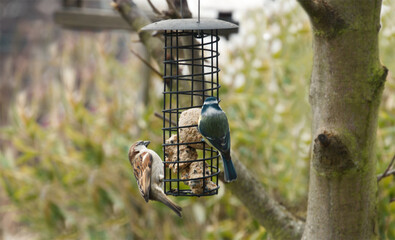 House sparrow and blue tit feeding together on a suet ball at a garden bird feeder © Barton