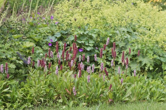 Snail's knotweed (Bistorta affinis) and garden lady's mantle (Alchemilla mollis), Emsland, Lower Saxony, Germany