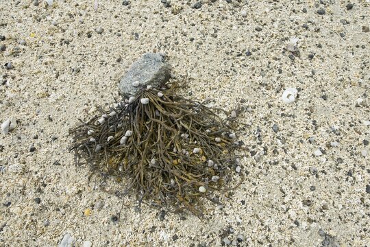 Bladderwrack (Fucus vesiculosus) covered with snail shells on the beach, Lofoten, Norway