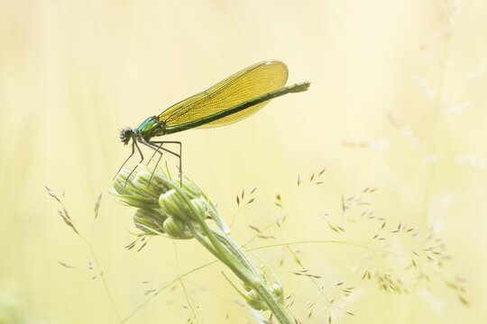 Banded demoiselle (calopteryx splendens), female on rough meadow-grass (Poa trivialis), Hesse, Germany