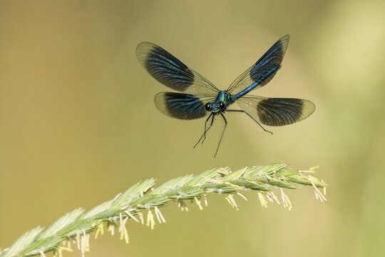 Banded demoiselle (calopteryx splendens), male approaching rough meadow-grass (Poa trivialis), Hesse, Germany