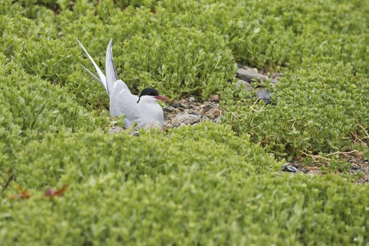 Common Tern (Sterna hirundo), Ersfjordbotn, Norway